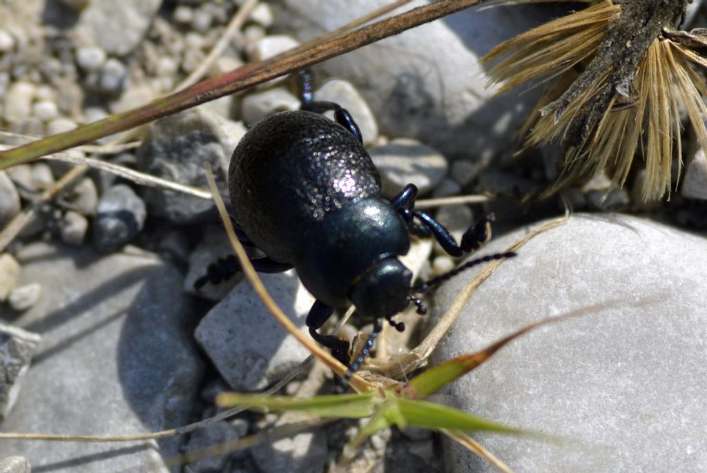 Timarcha pratensis, Chrysomelidae